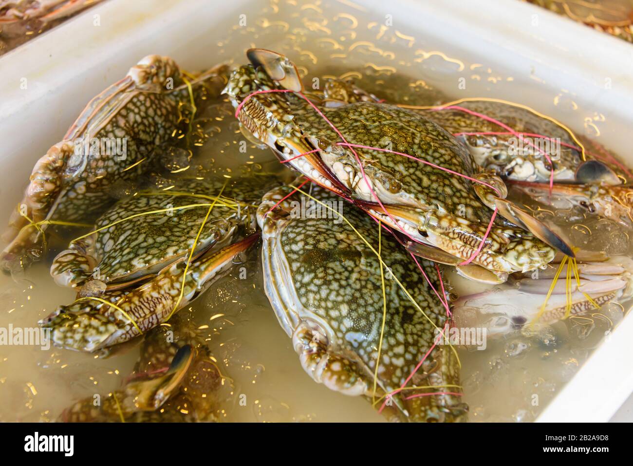 Live crabs trussed up with elastic bands to keep them from moving, at a fishmonger market stall, Phuket, Thailand Stock Photo