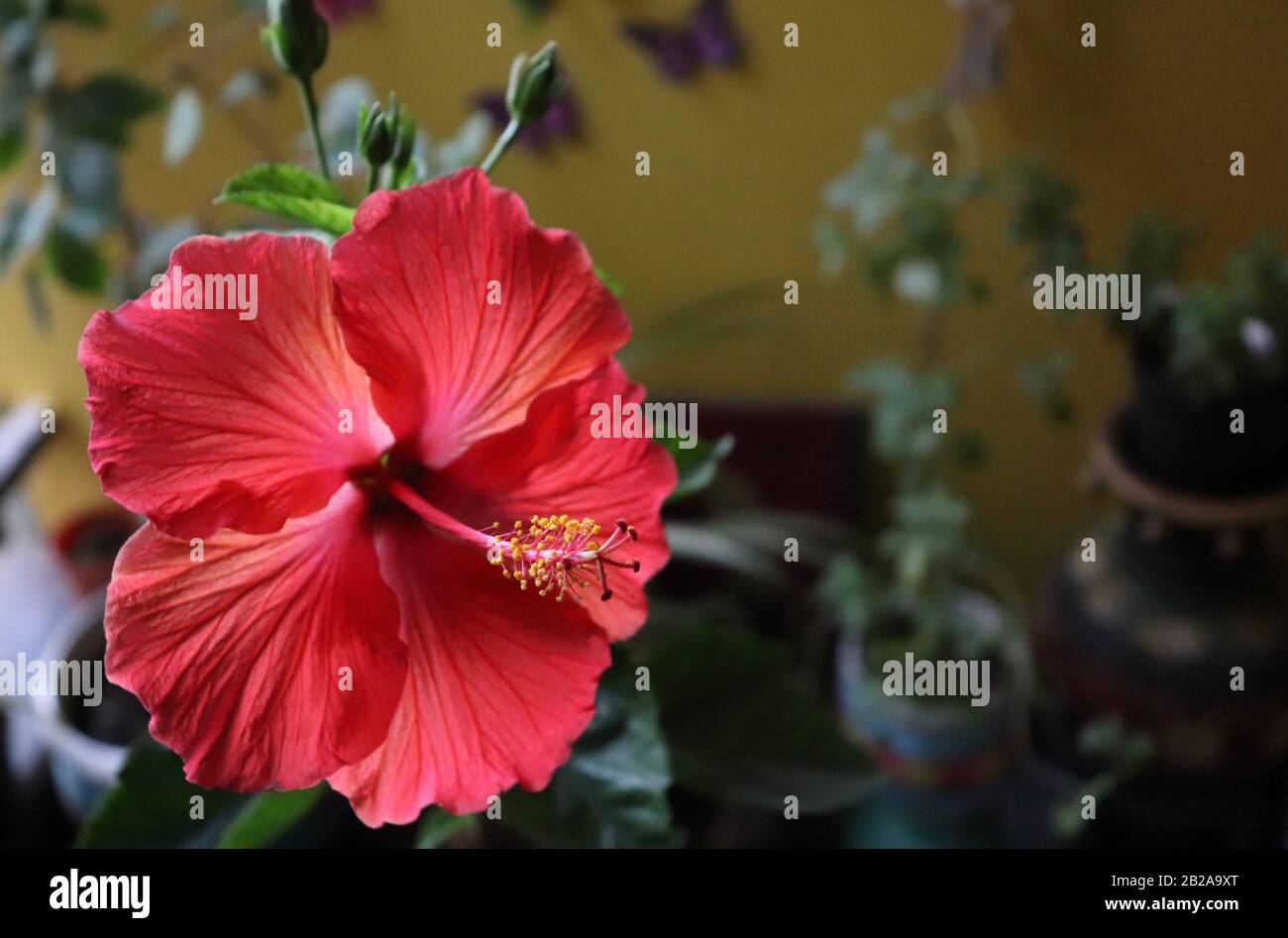 Red hibiscus flowering close hi-res stock photography and images - Alamy