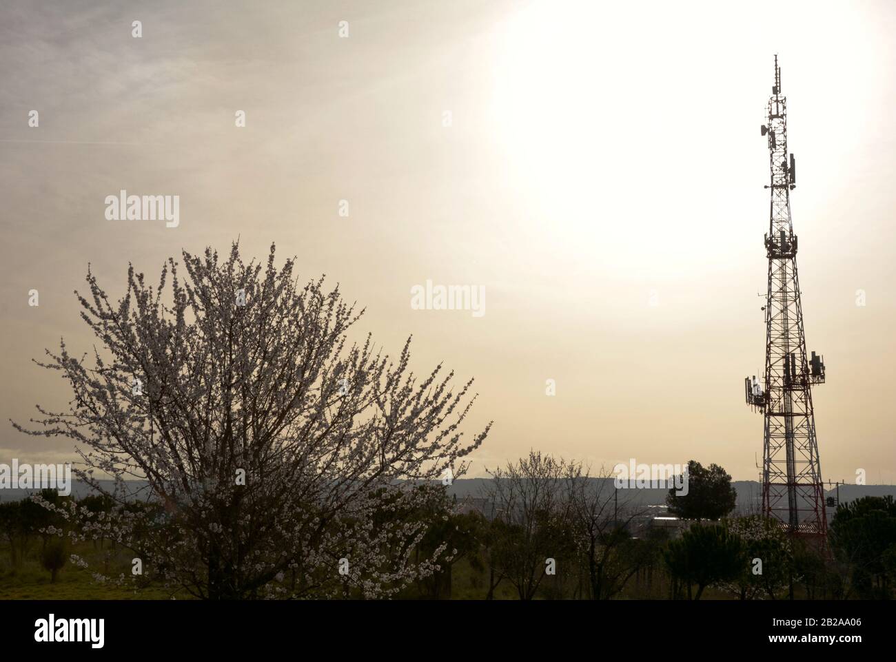 a tree and an antenna Stock Photo Alamy