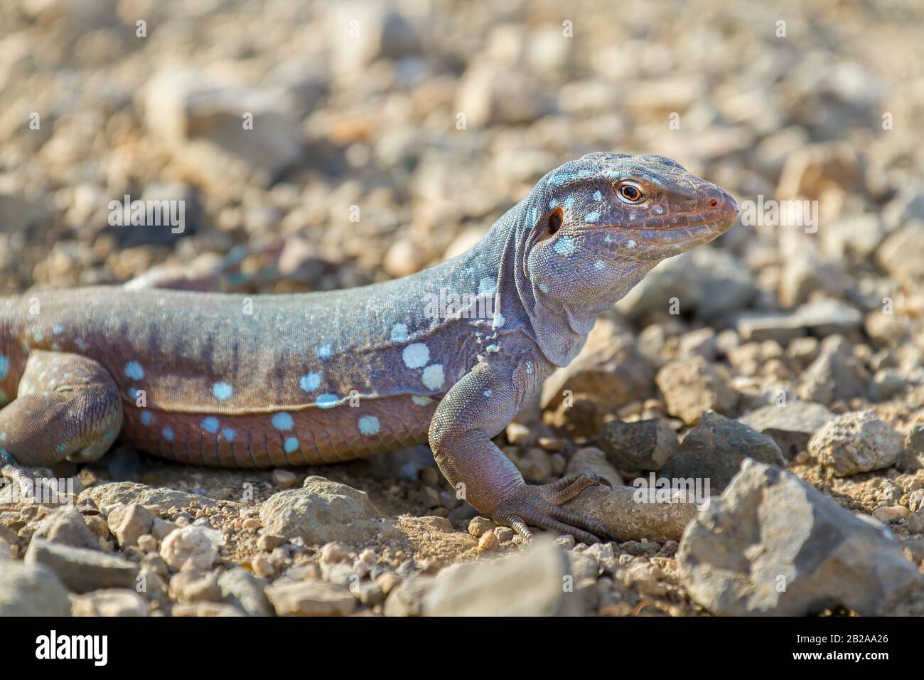 Close up whiptail lizard on ground with stones Stock Photo