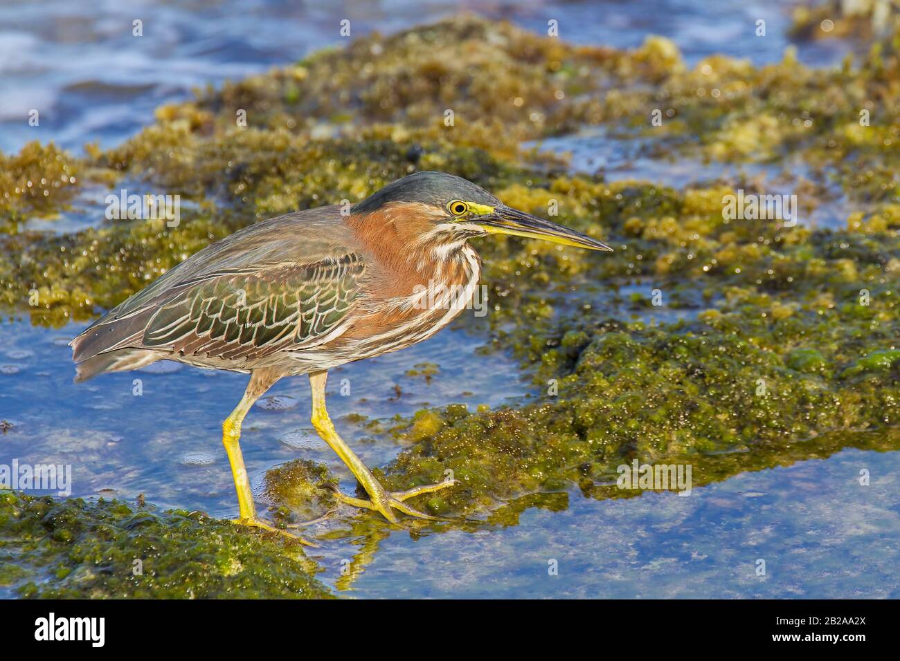 Green heron looking for food in sea water at coast Stock Photo