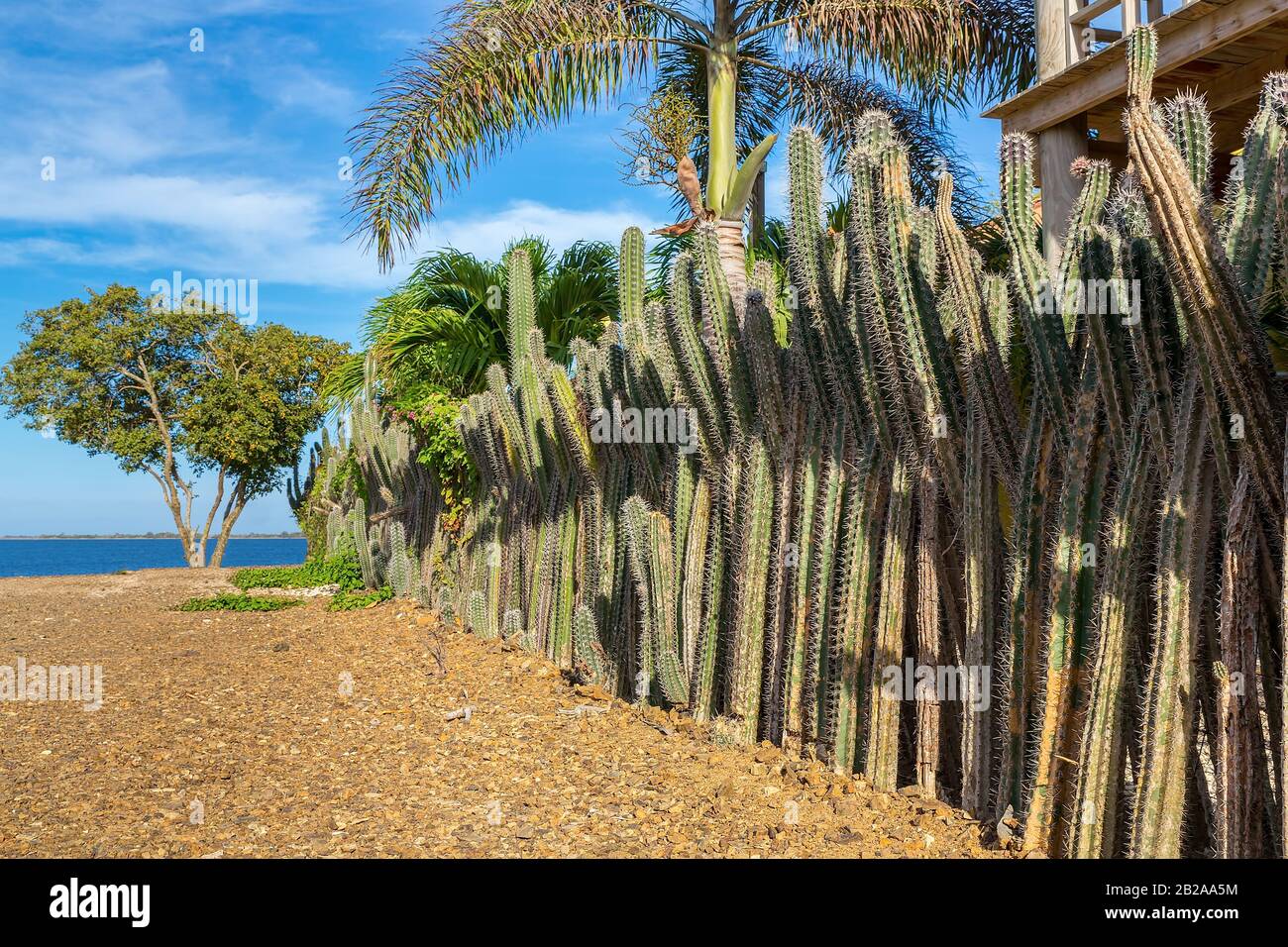 Row of Cactus plants as garden fencing at coast of Bonaire Stock Photo