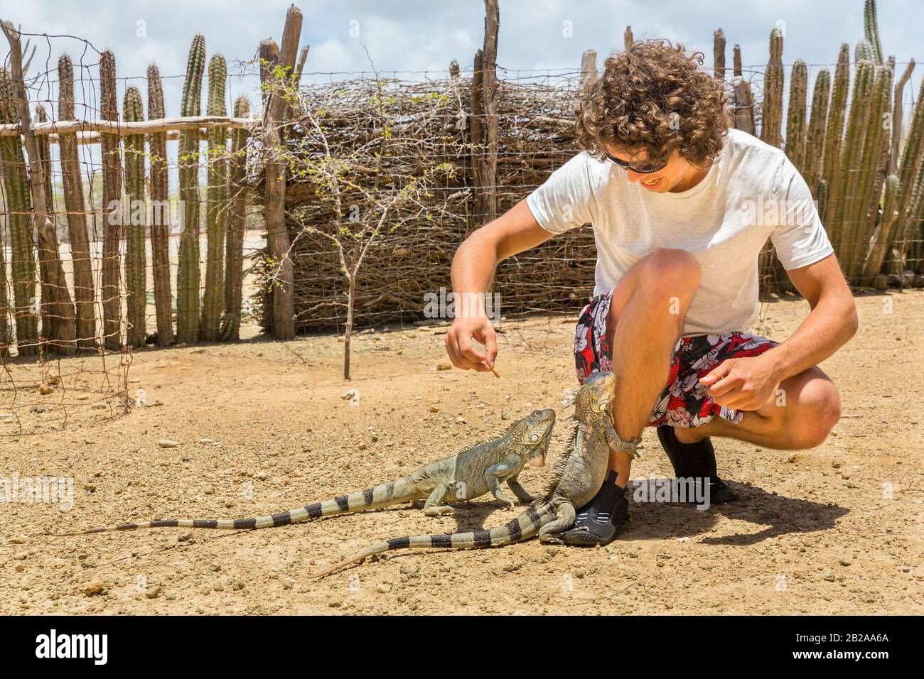 Young dutch man feeds two iguanas on ground in park Stock Photo