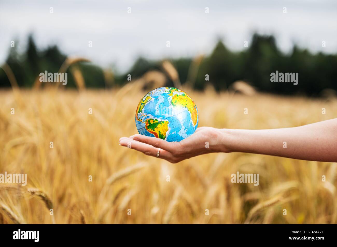 Female hand holding a globe in the palm with a beautiful wheat field on the background. Save the environment concept. Stock Photo