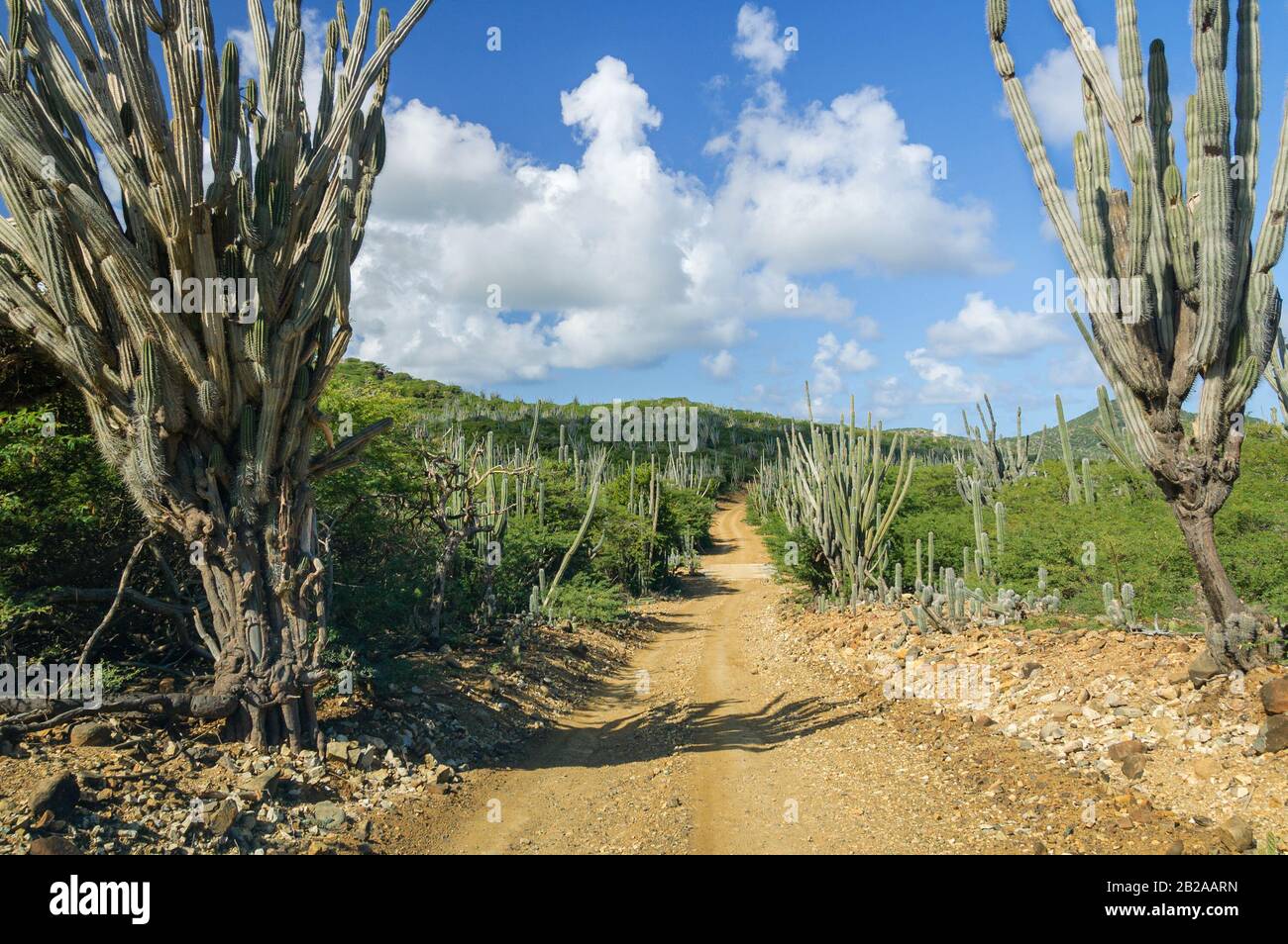 Tall growing kadushi cacti alongside a dirt road in Washington Slagbaai NP on the caribbean island Bonaire, Netherlands Antilles. Stock Photo
