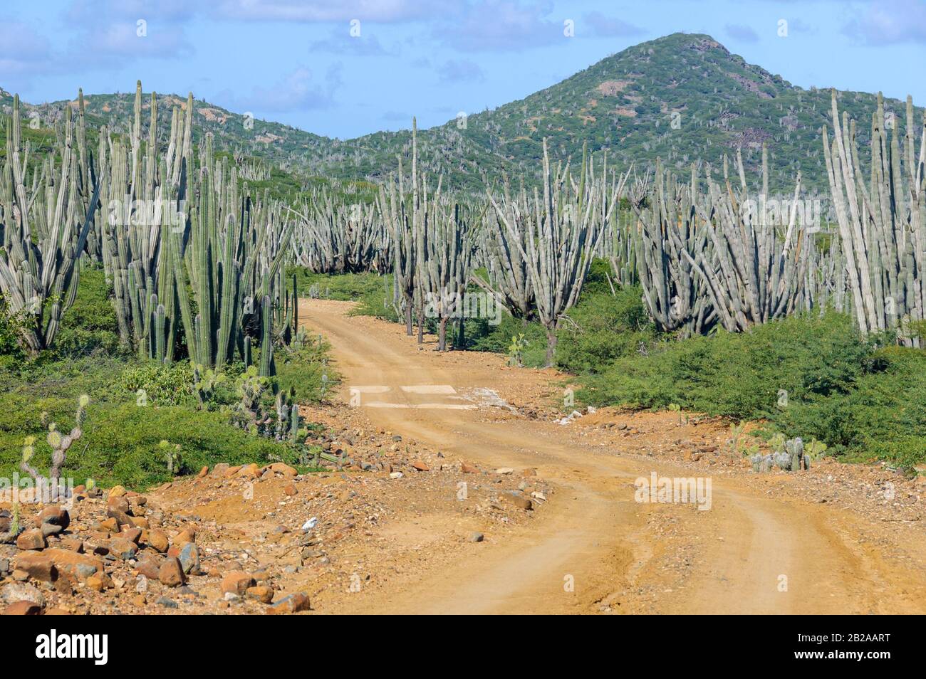A dirt road winds itself through many tall growing kadushi cacti on the tropical island Bonaire in the Caribbean. The hills of Washington Slagbaai Nat Stock Photo