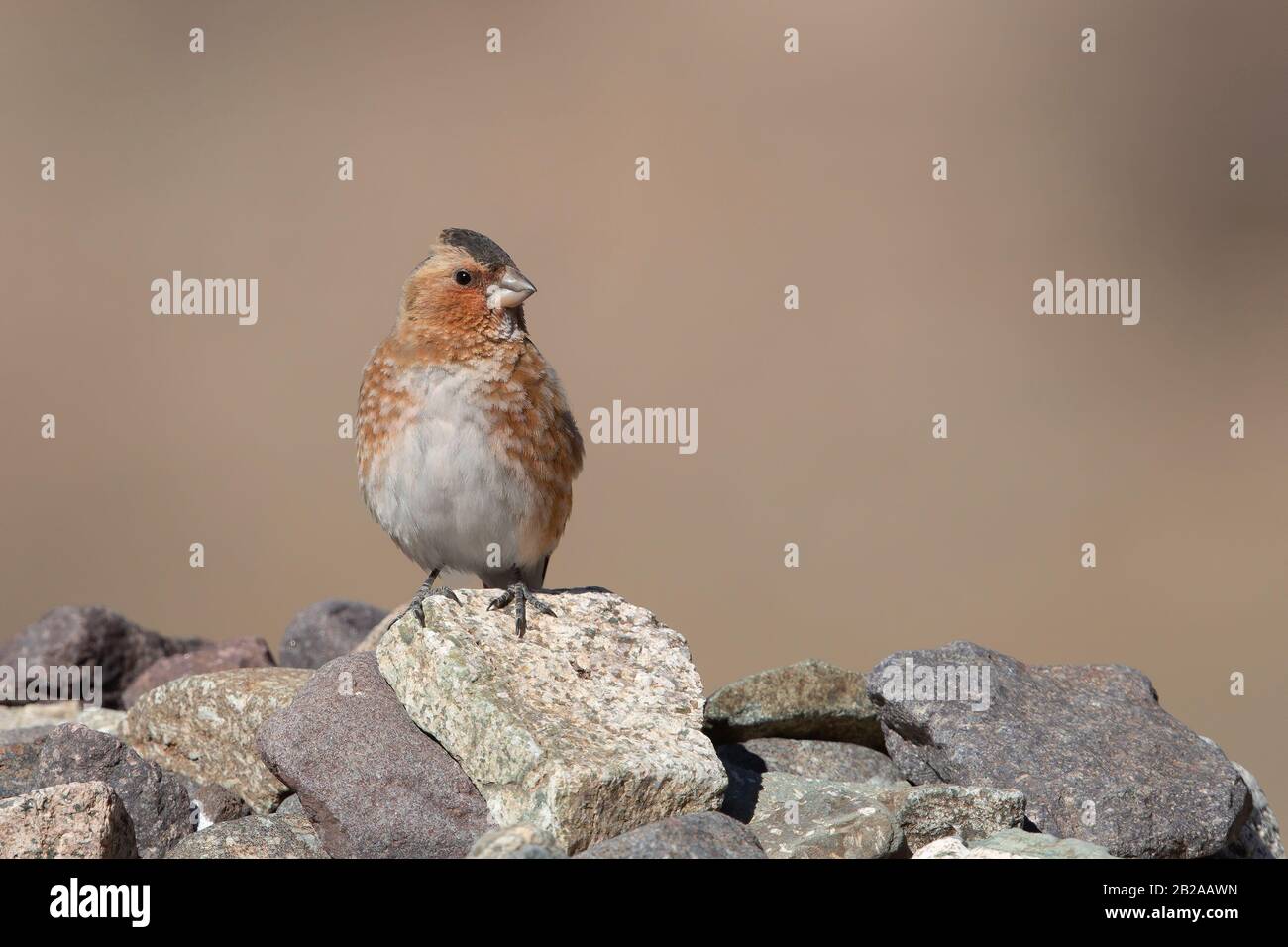 African Crimson-winged Finch Stock Photo