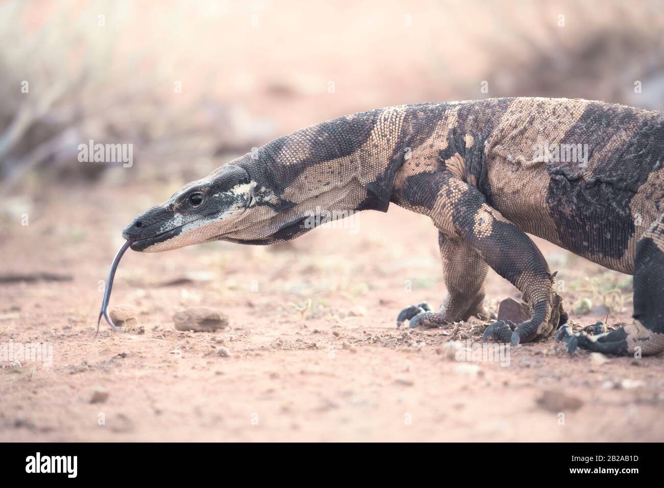 Bell's phase lace monitor (Varanus varius) at dusk, New South Wales, Australia Stock Photo