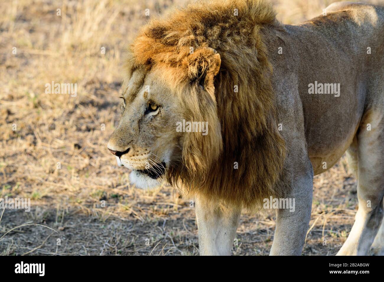 2017 African Lion High Resolution Stock Photography and Images - Alamy