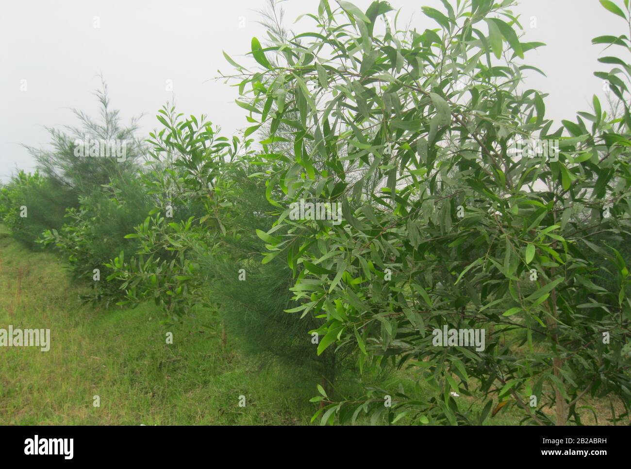 foest tree lakshmipur bangladesh Stock Photo