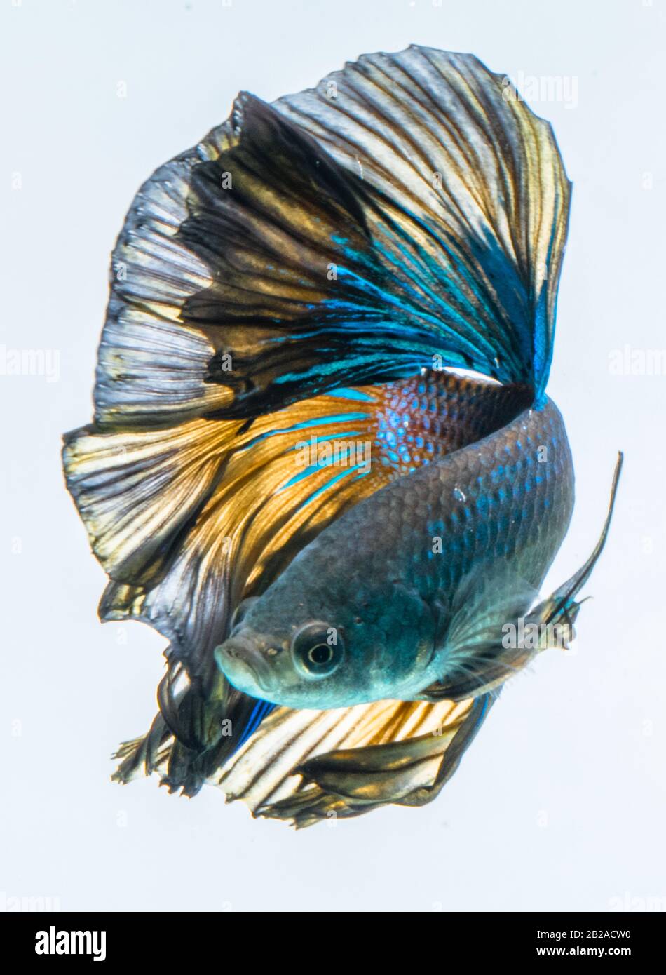 Halfmoon betta hi-res stock photography and images - Alamy