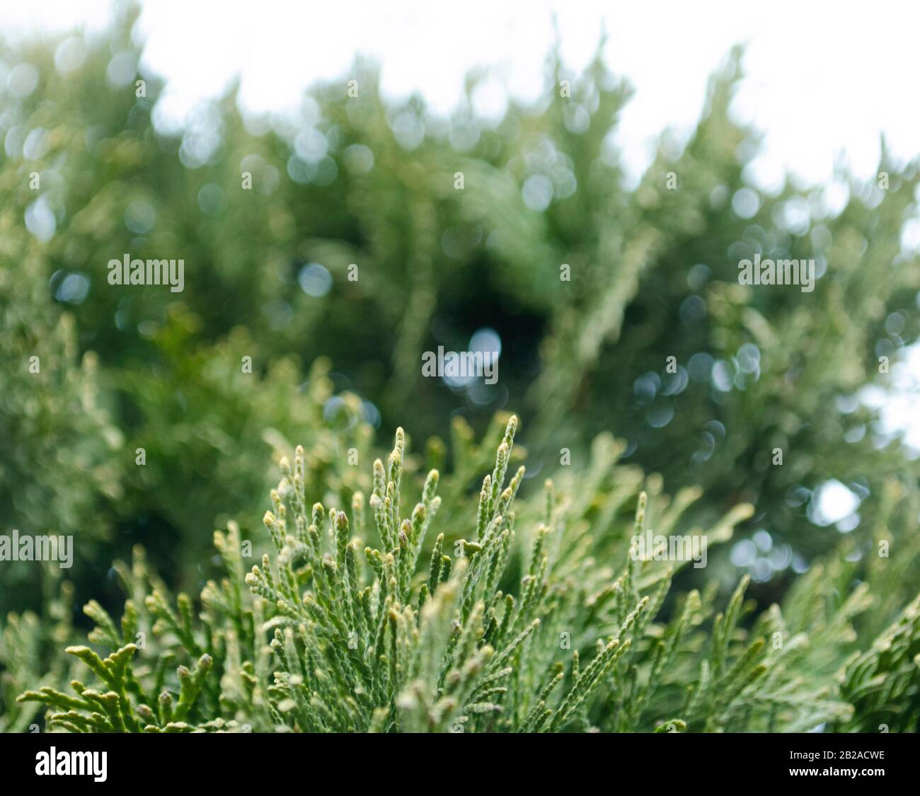 Thuja green branches closeup. Blurred thuja background. Stock Photo