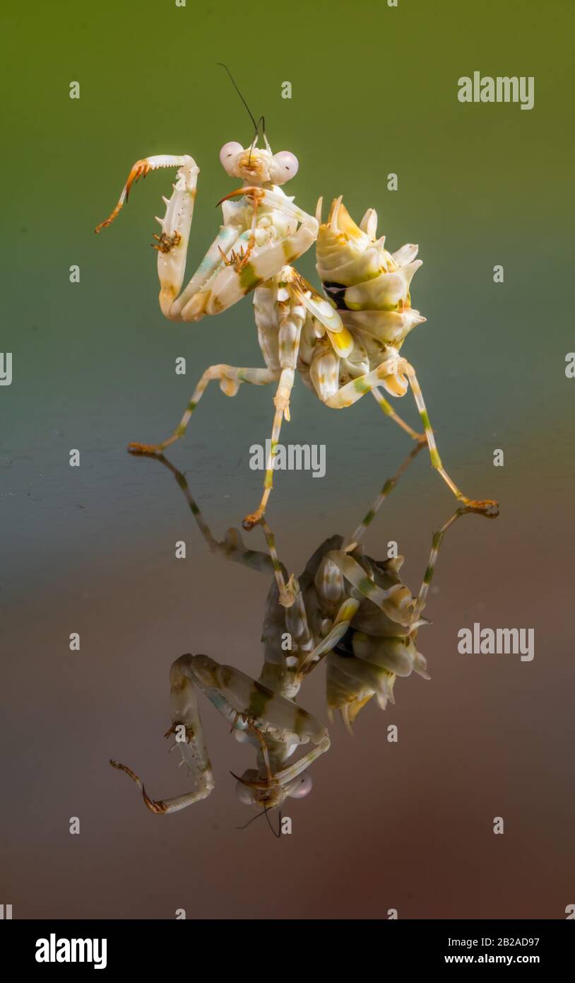 Reflection of a spiny flower mantis, Indonesia Stock Photo