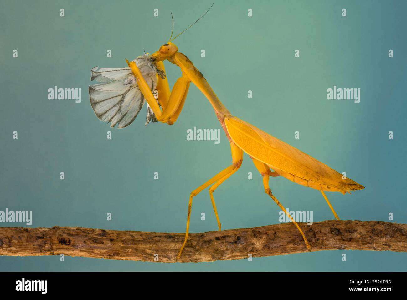 Portrait of a mantis standing on a branch eating a butterfly, Indonesia Stock Photo