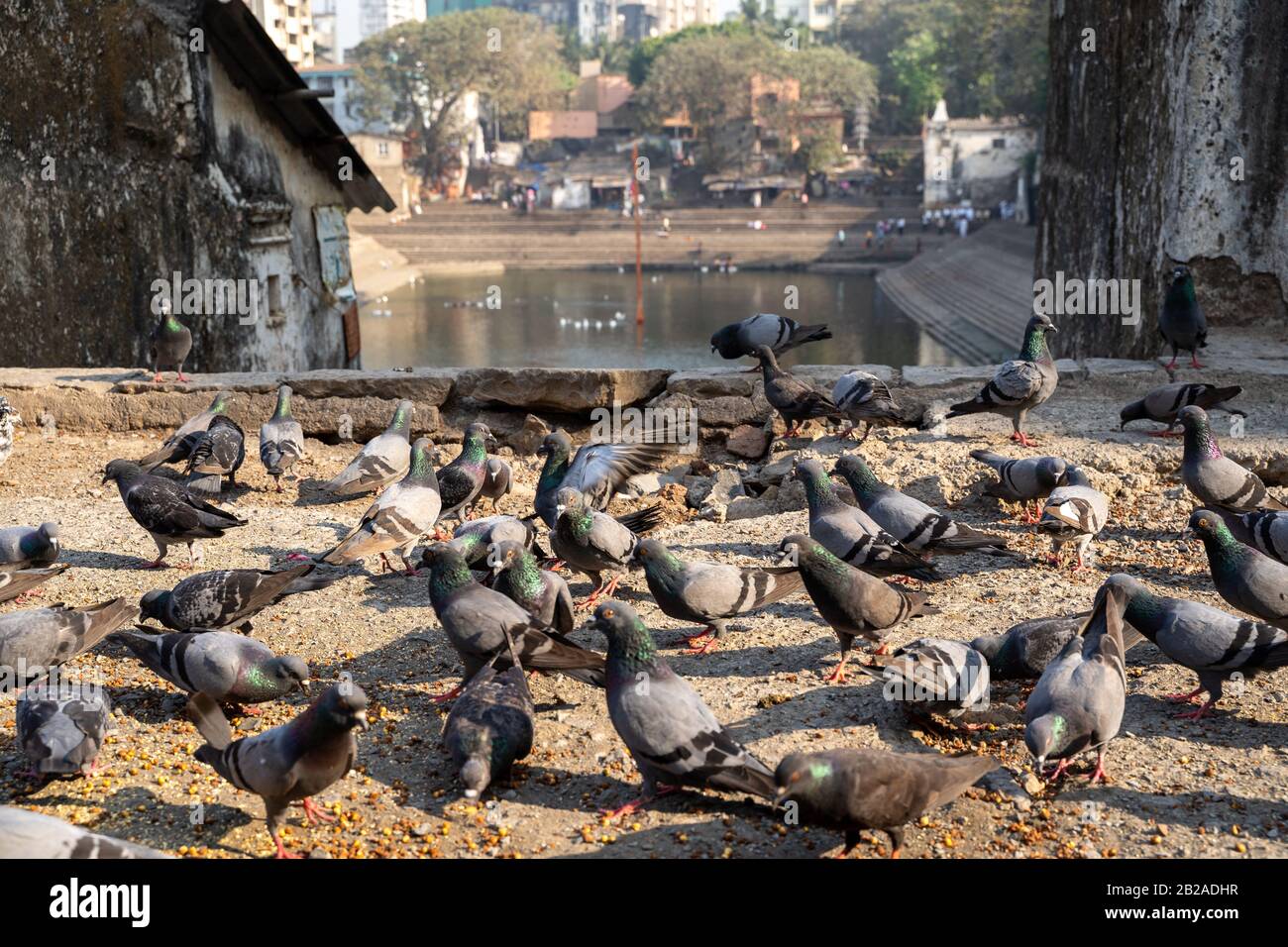 Mumbai, India - Feburary 29, 2020: Pigeons feats on bird food near Banganga Tank is an ancient water tank in Malabar Hill area of Mumbai Stock Photo