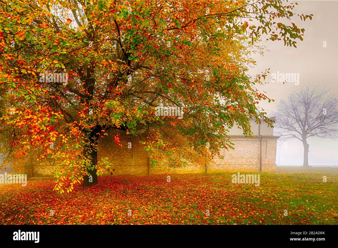 Autumn tree, Alessandria, Piedmont, Italy Stock Photo