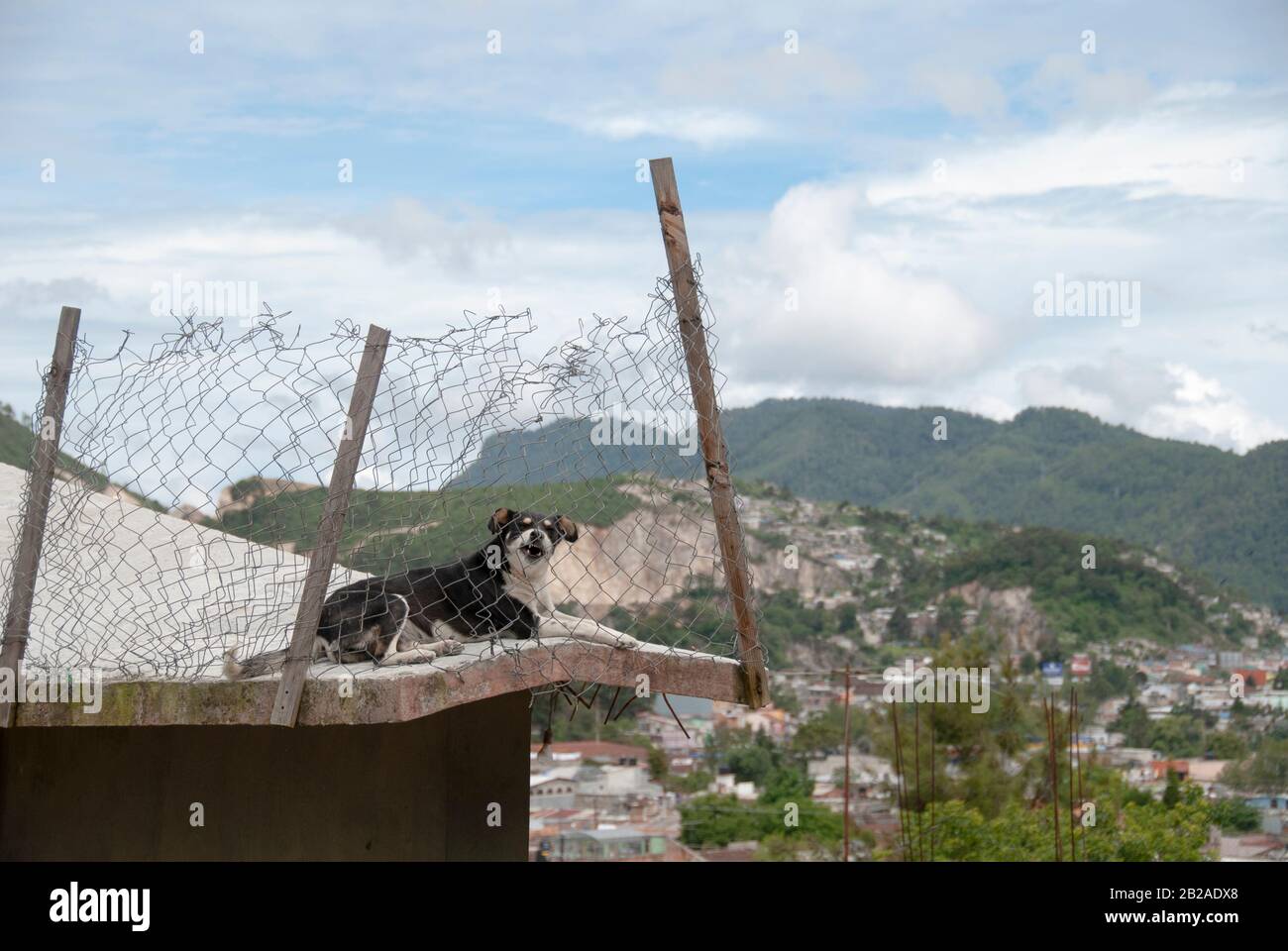 Angry dog snarling on an abandoned building in a favela, Mexico Stock Photo