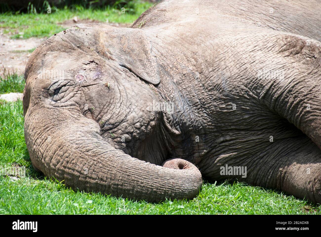 Elephant lying down hires stock photography and images Alamy