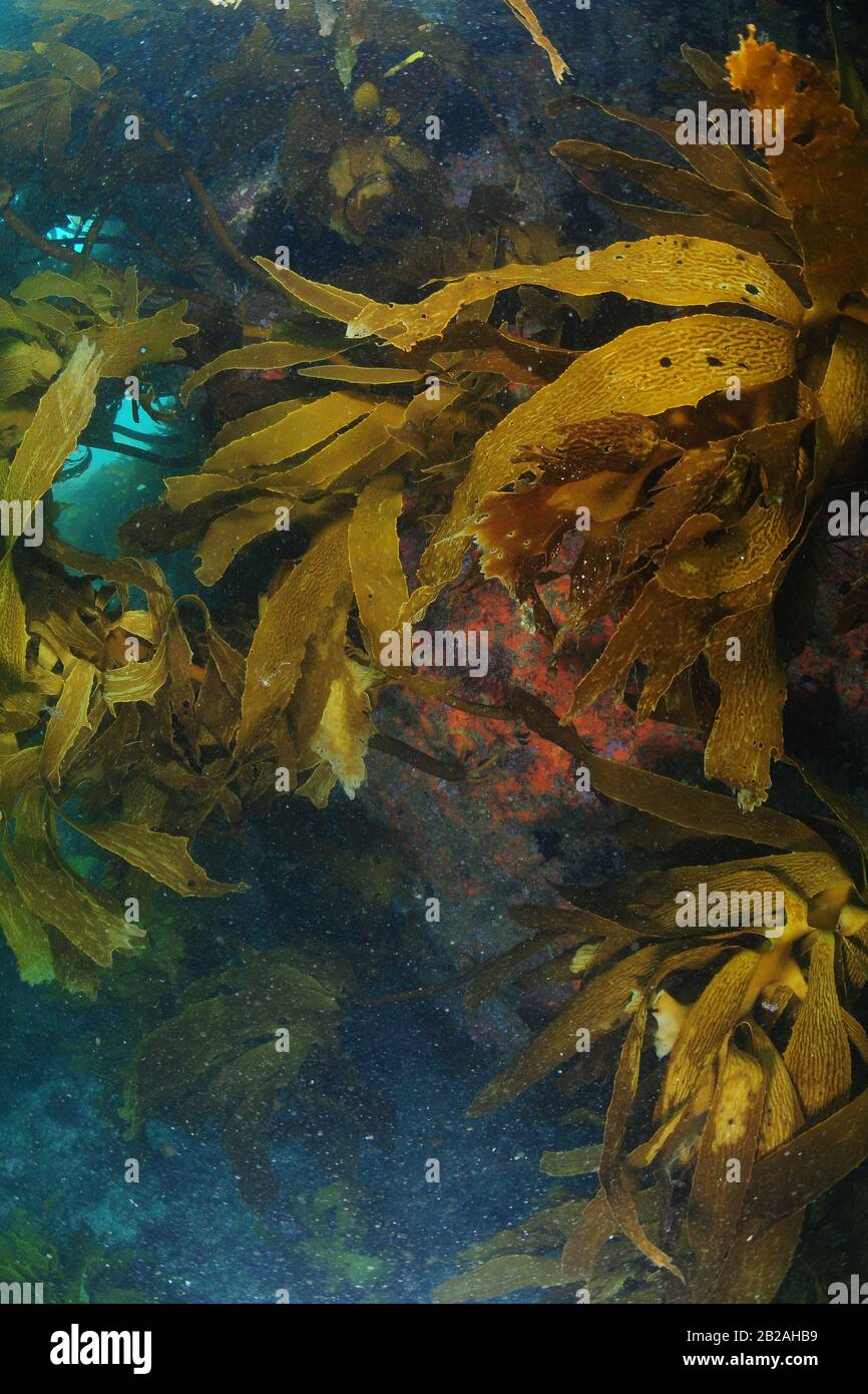 Vertical wall with growth of brown stalked kelp Ecklonia radiata in murky water with lot of scattered particles. Stock Photo