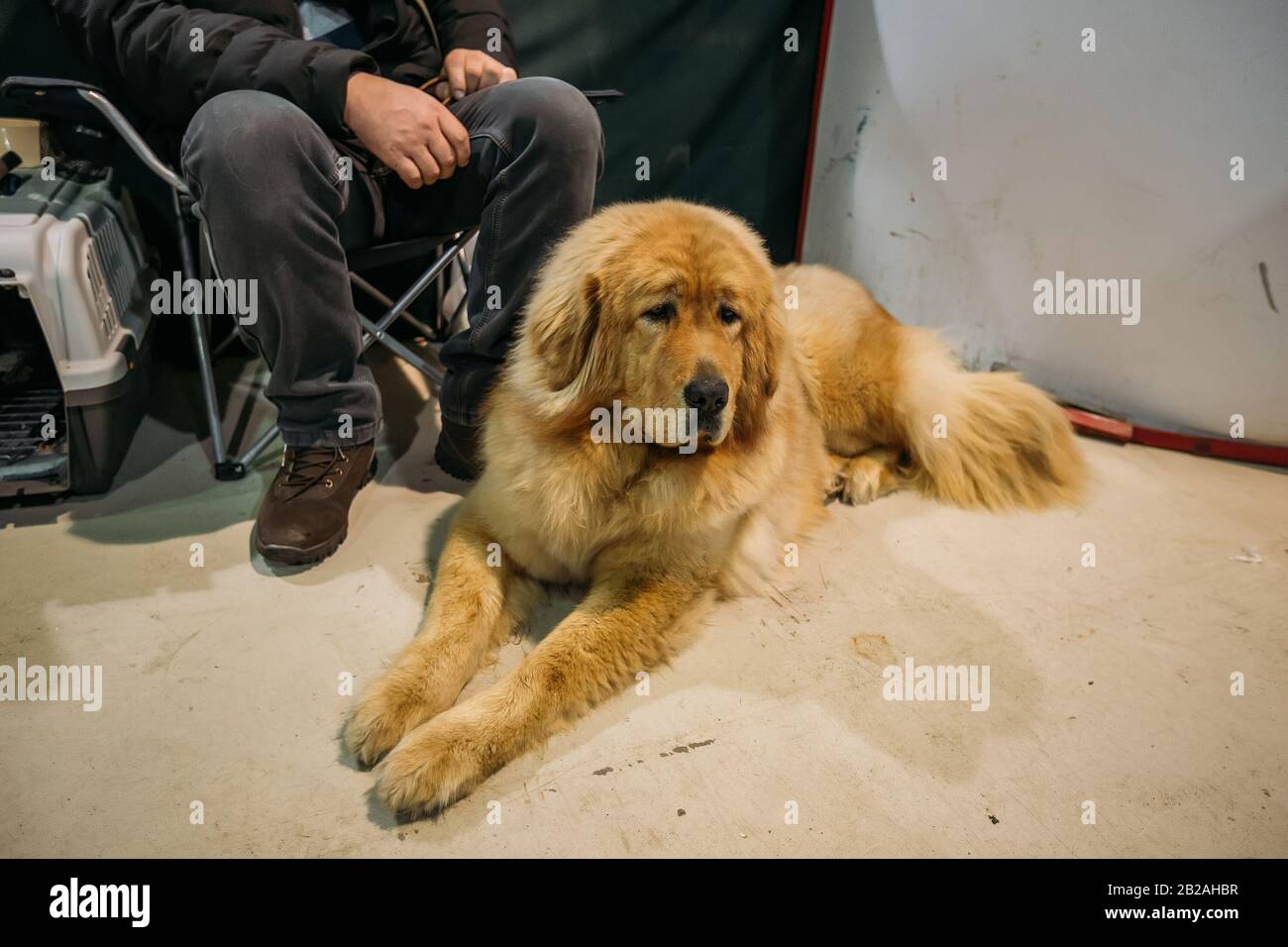 Sitting brown fluffy Tibetan mastiff dog. Stock Photo