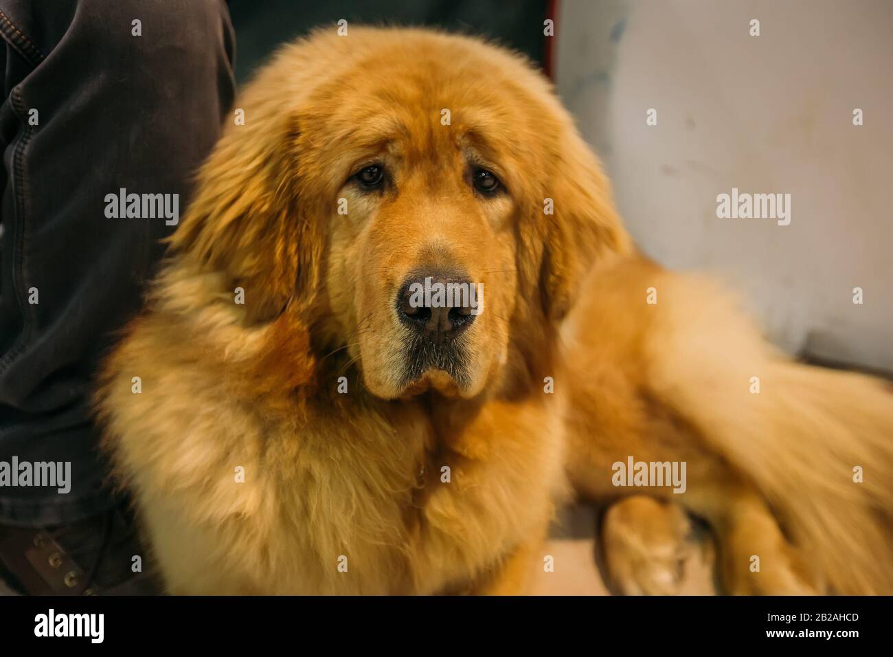 Fluffy Tibetan mastiff dog portrait, close up. Stock Photo