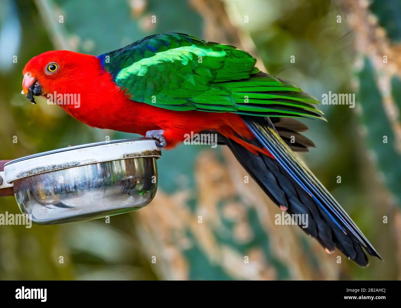 Blue Parrot Red Beak High Resolution Stock Photography and Images Alamy