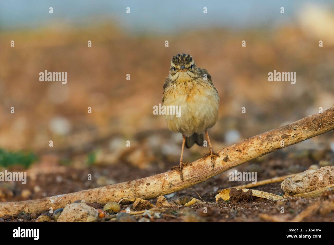 Paddyfield pipit bird perched on the ground Stock Photo