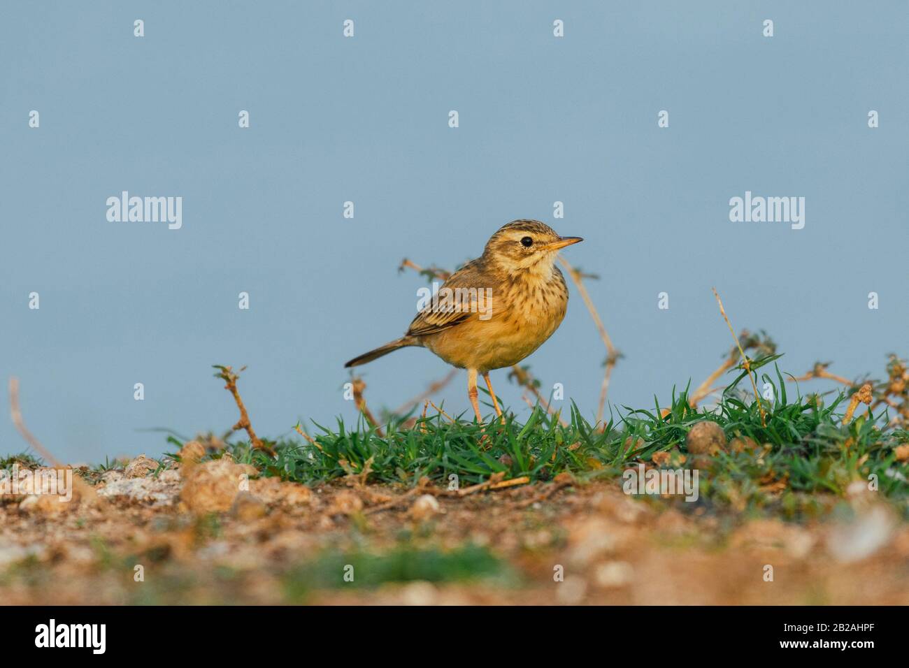 Paddyfield pipit bird perched on the ground Stock Photo