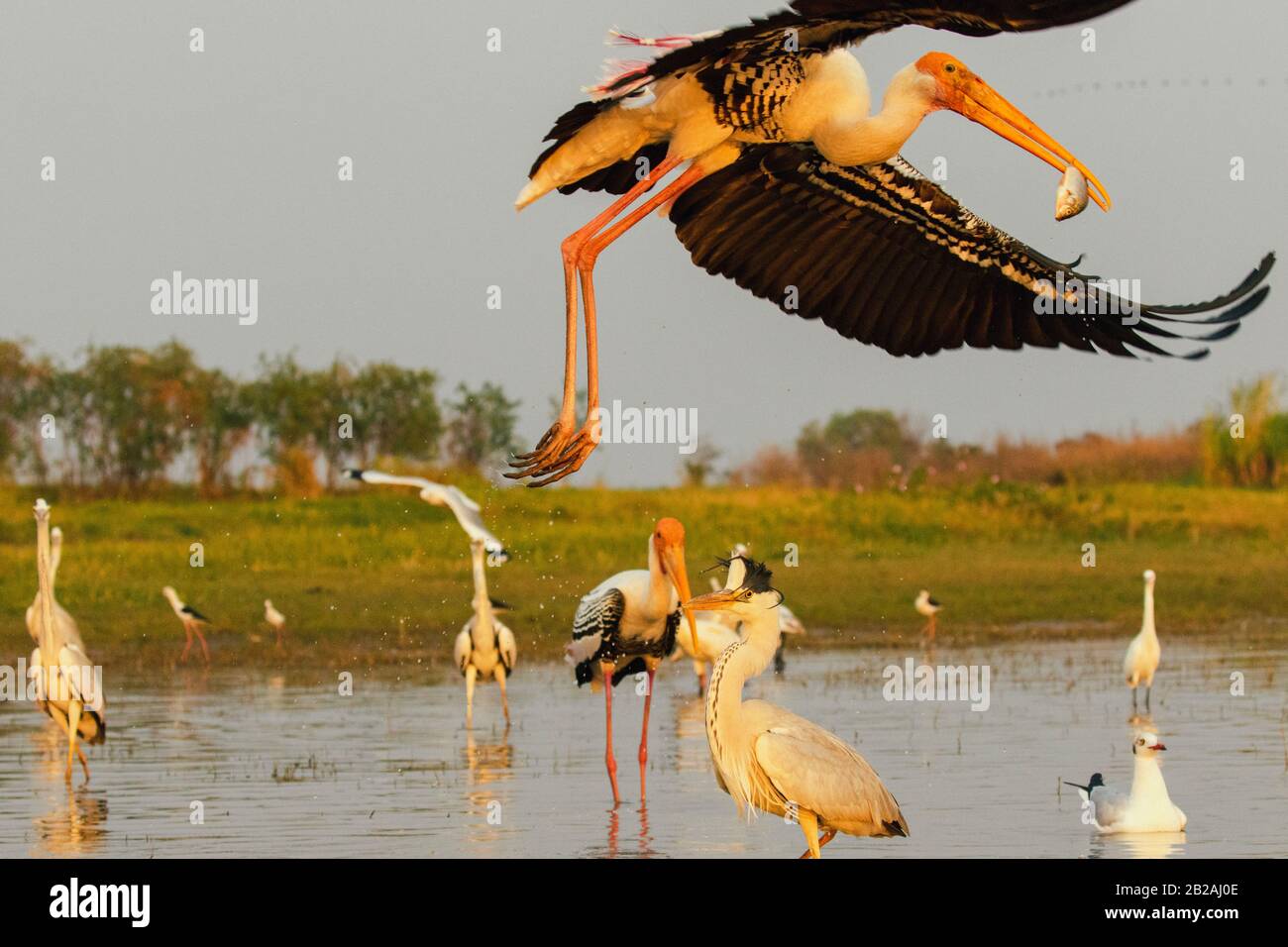 Painted stork, grey heron, and seagulls in a lake Stock Photo