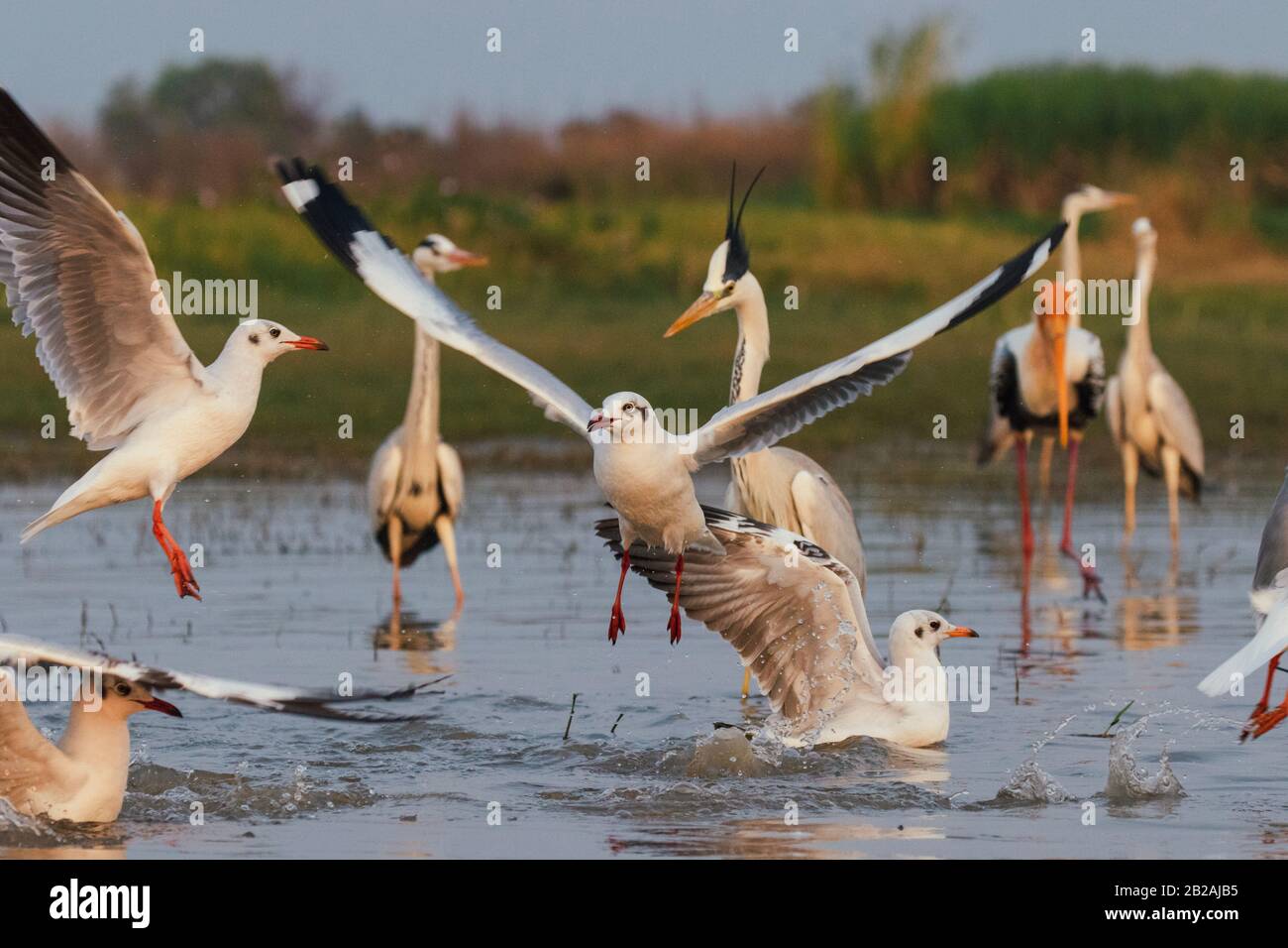 Painted stork, grey heron, and seagulls in a lake Stock Photo