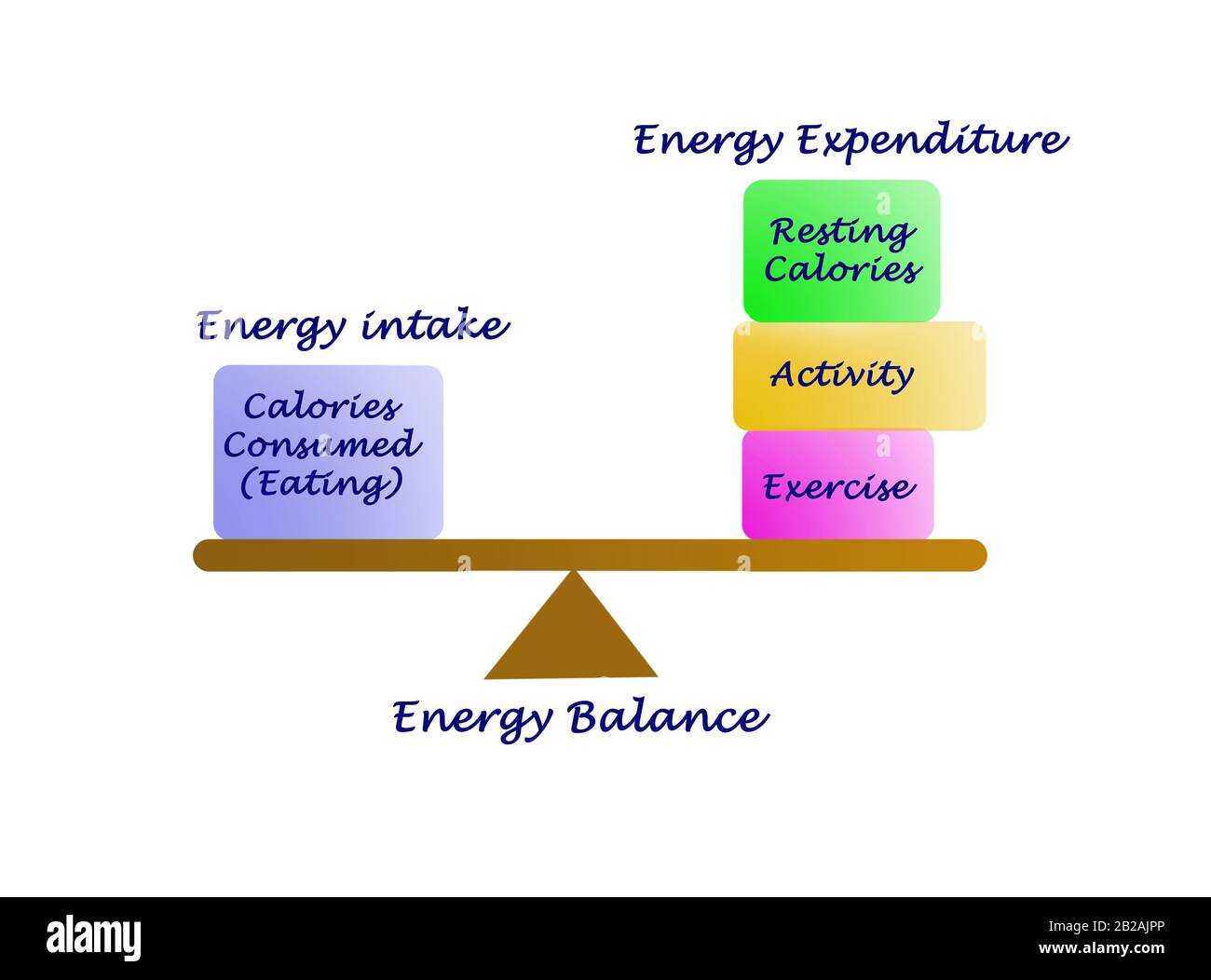 Balance between Energy intake and Energy expenditure Stock Photo - Alamy