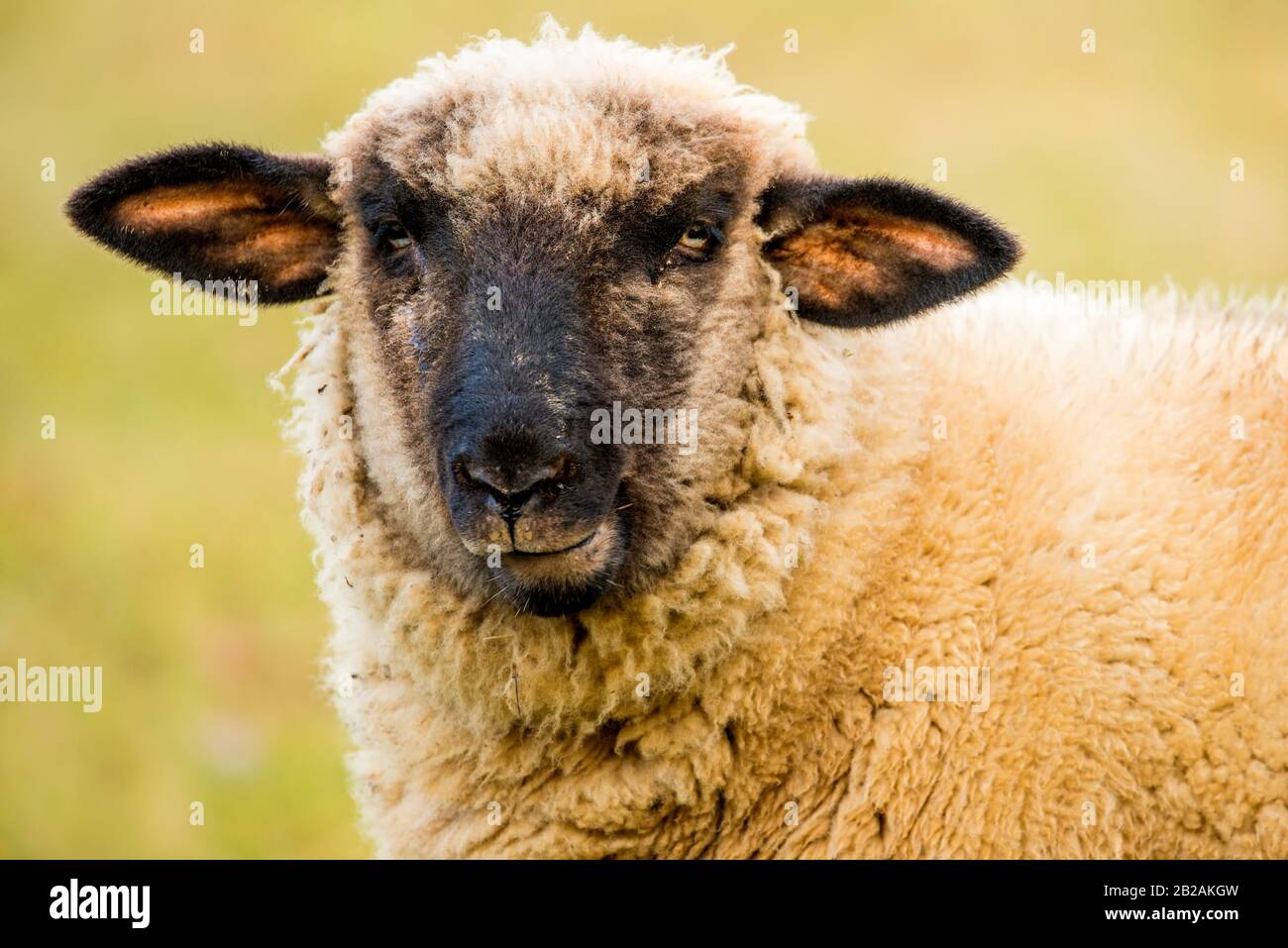 sheep, closeup of the head. Stock Photo