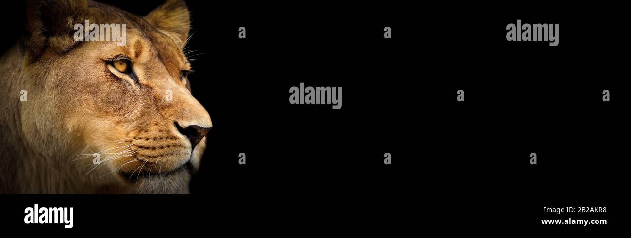 lioness colour wallpaper. Lioness on the black. Portrait animal on the black background Stock Photo - Alamy lioness colour wallpaper. Lioness on the black. Portrait animal on the black background Stock Photo - Alamy