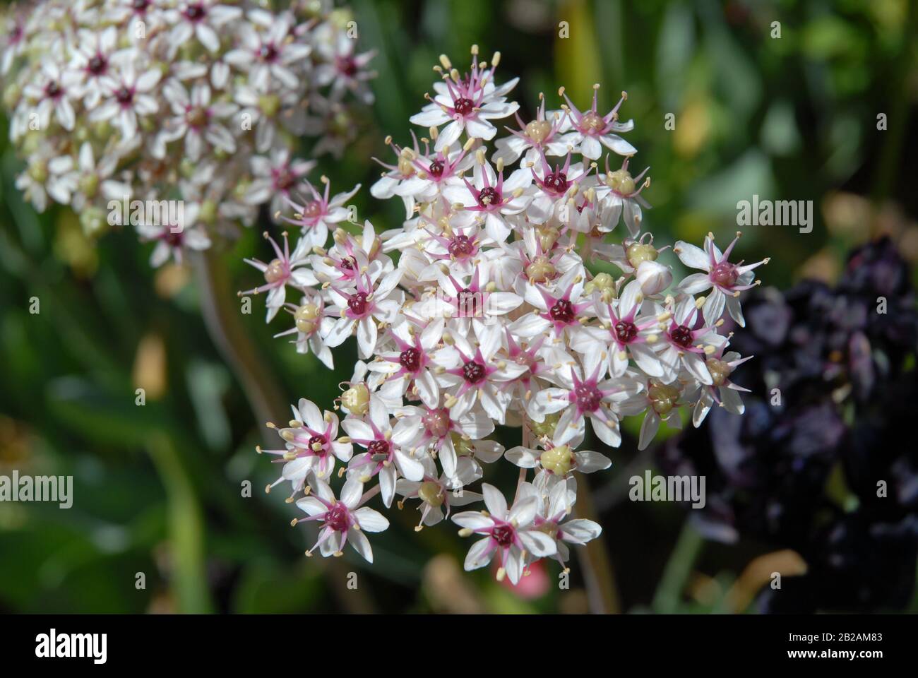 Ornamental Onion, also known as Allium Red eye Stock Photo Alamy