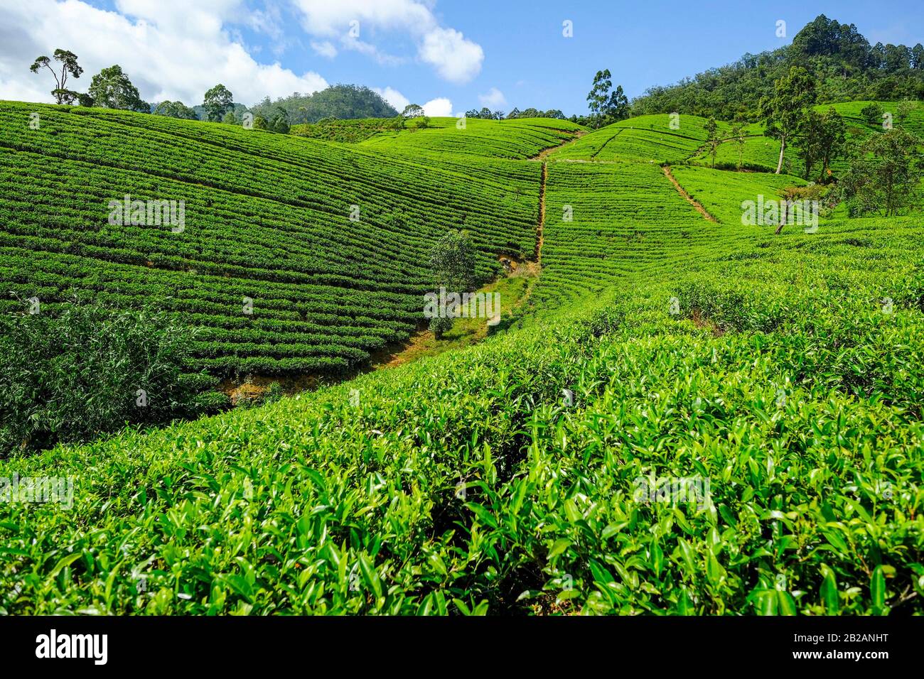 Tea plantation in Sri Lanka. Stock Photo