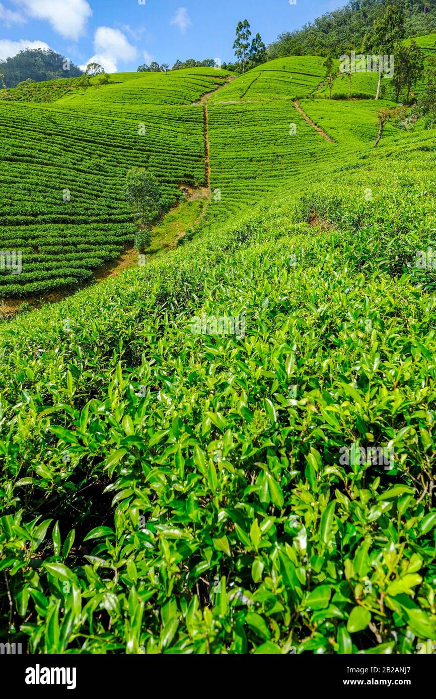Tea plantation in Sri Lanka Stock Photo Alamy