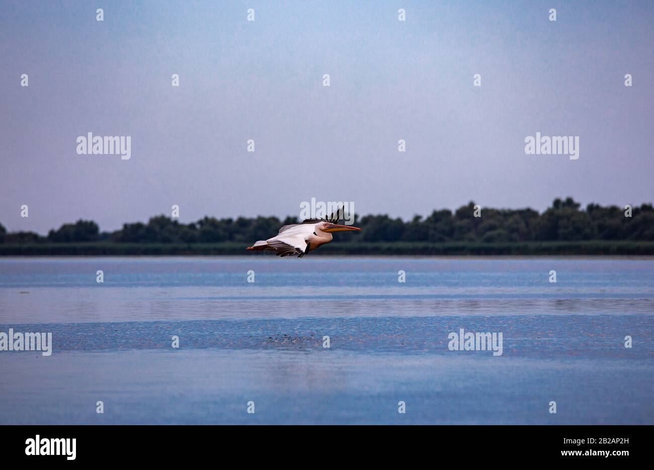 Wild birds paradise River Danube in Romania Delta, nature pure in a