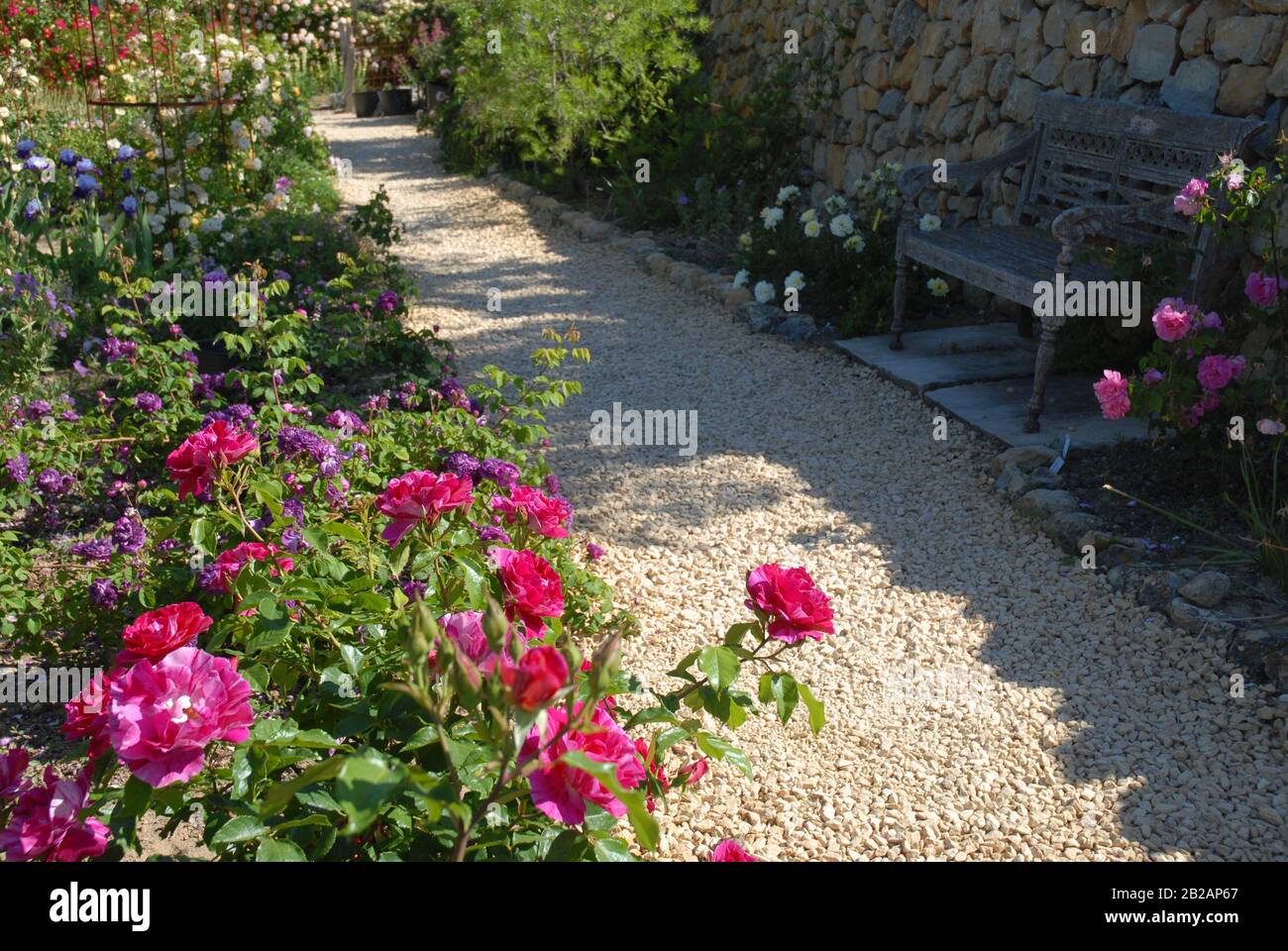 Garden path bordered by roses, with a bench in the shade Stock Photo