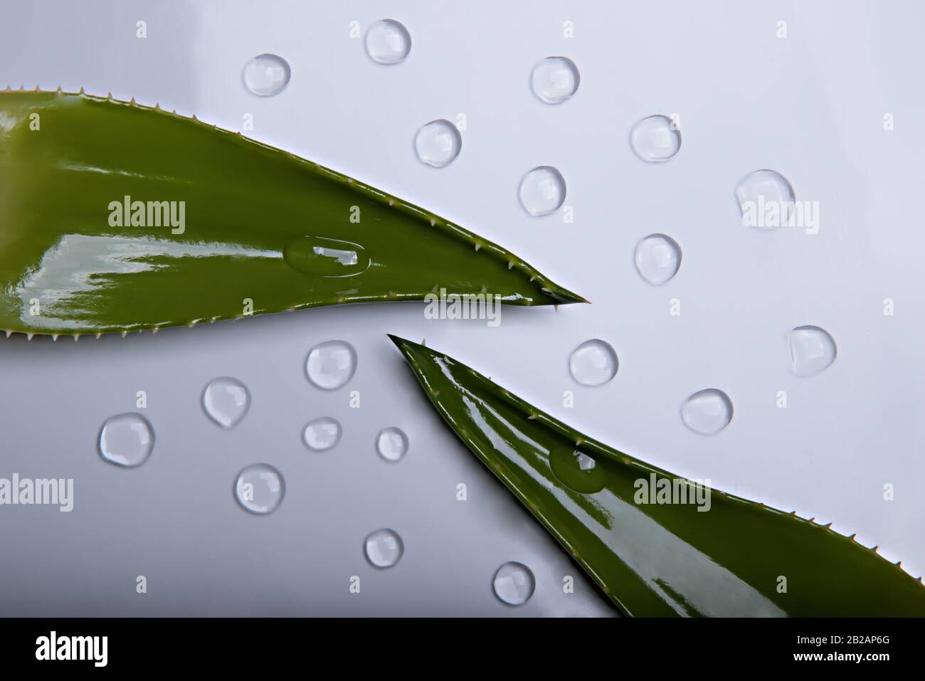 Aloe Vera Leaves With Water Juice Drops On A White Background Copy Space Place Fot Text Stock Photo Alamy
