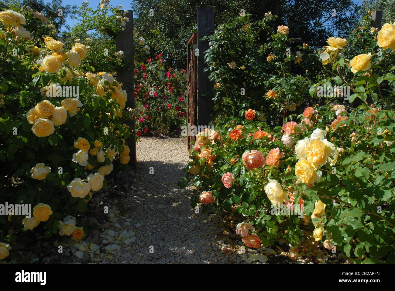 Verdant Yellow High Resolution Stock Photography And Images Alamy