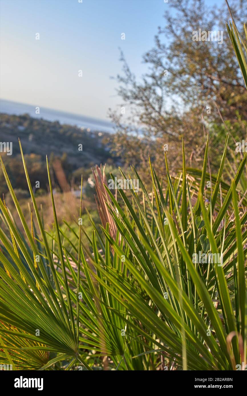 Some palmetto or margalló branches typical of arid and dry regions, generally close to the coast, in North Africa, Spain. Stock Photo