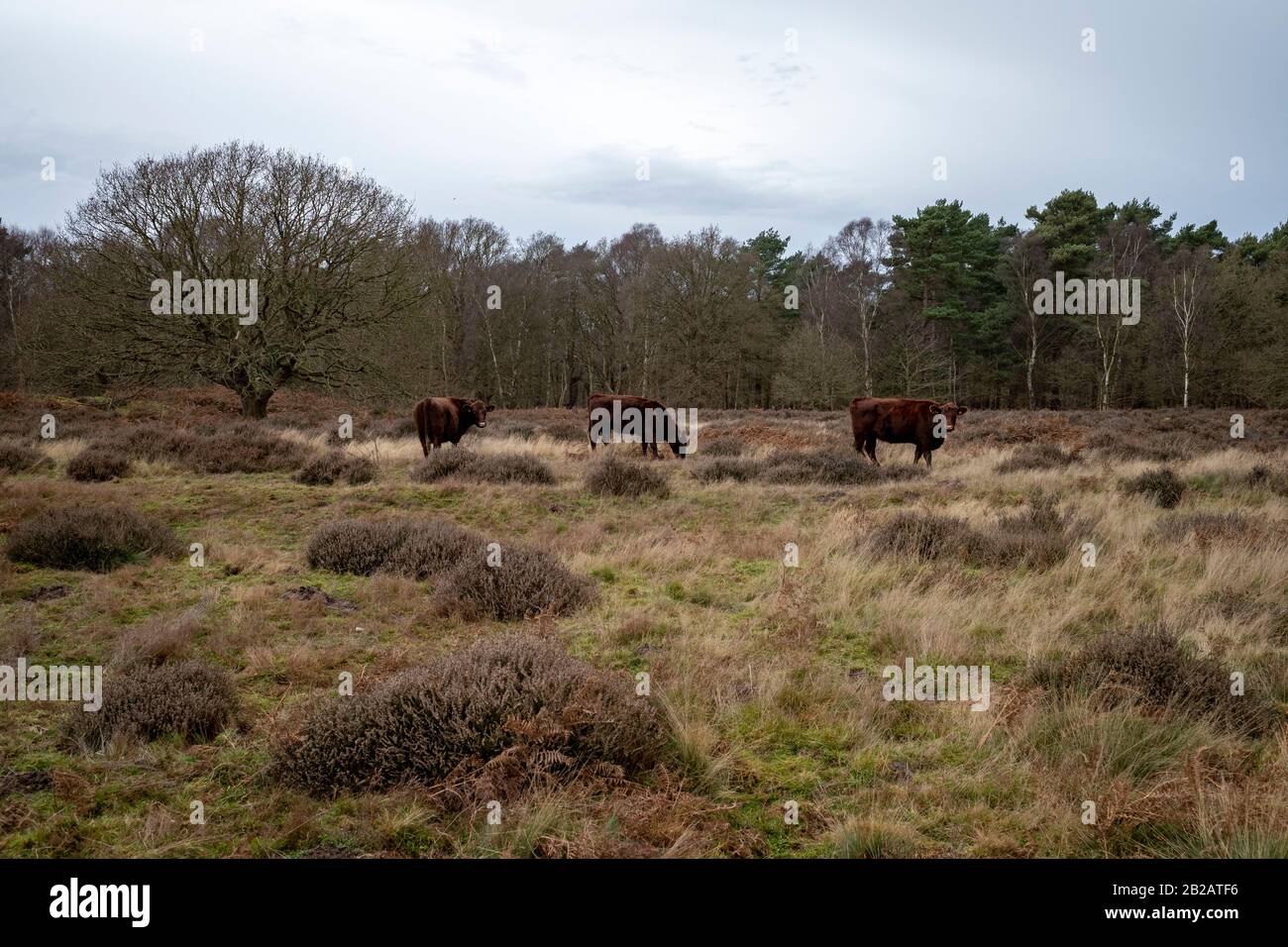 Grazing on sutton heath hires stock photography and images Alamy