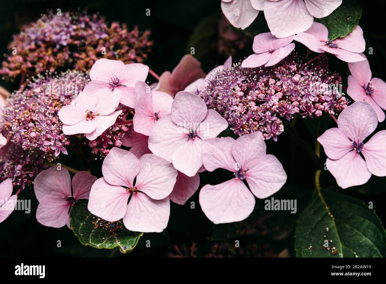 Proven Winners Colorchoice Plant Of The Week Ah Ha It S The
