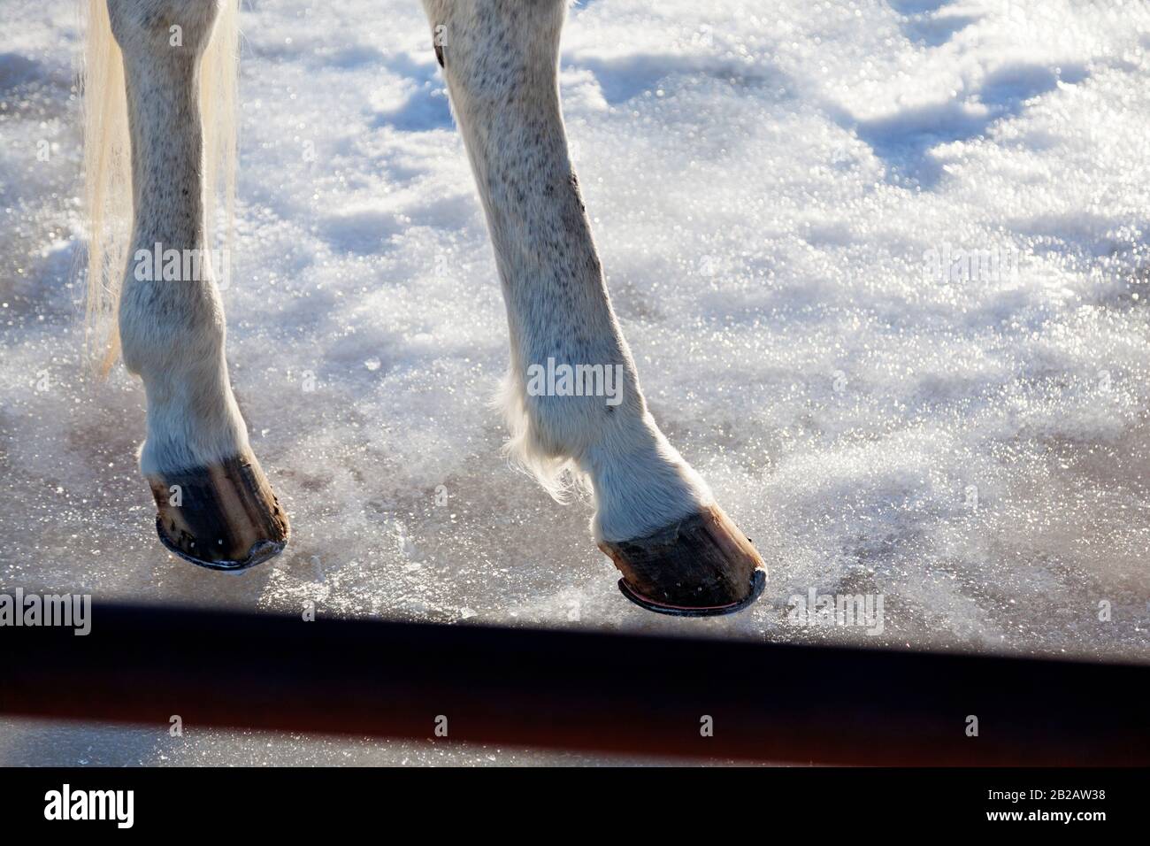 Horse Feet High Resolution Stock Photography and Images Alamy