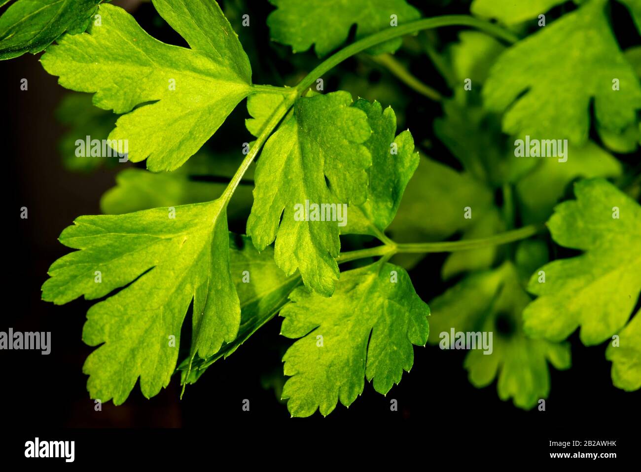 Young fresh parsley hires stock photography and images Alamy