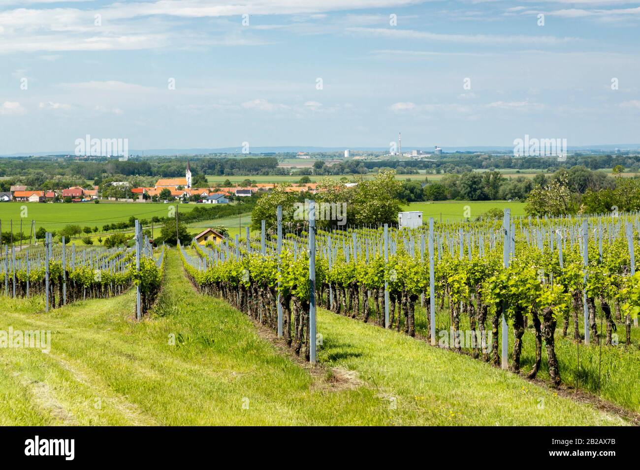 Vineyards, Palava region, South Moravia, Czech Republic. Stock Photo