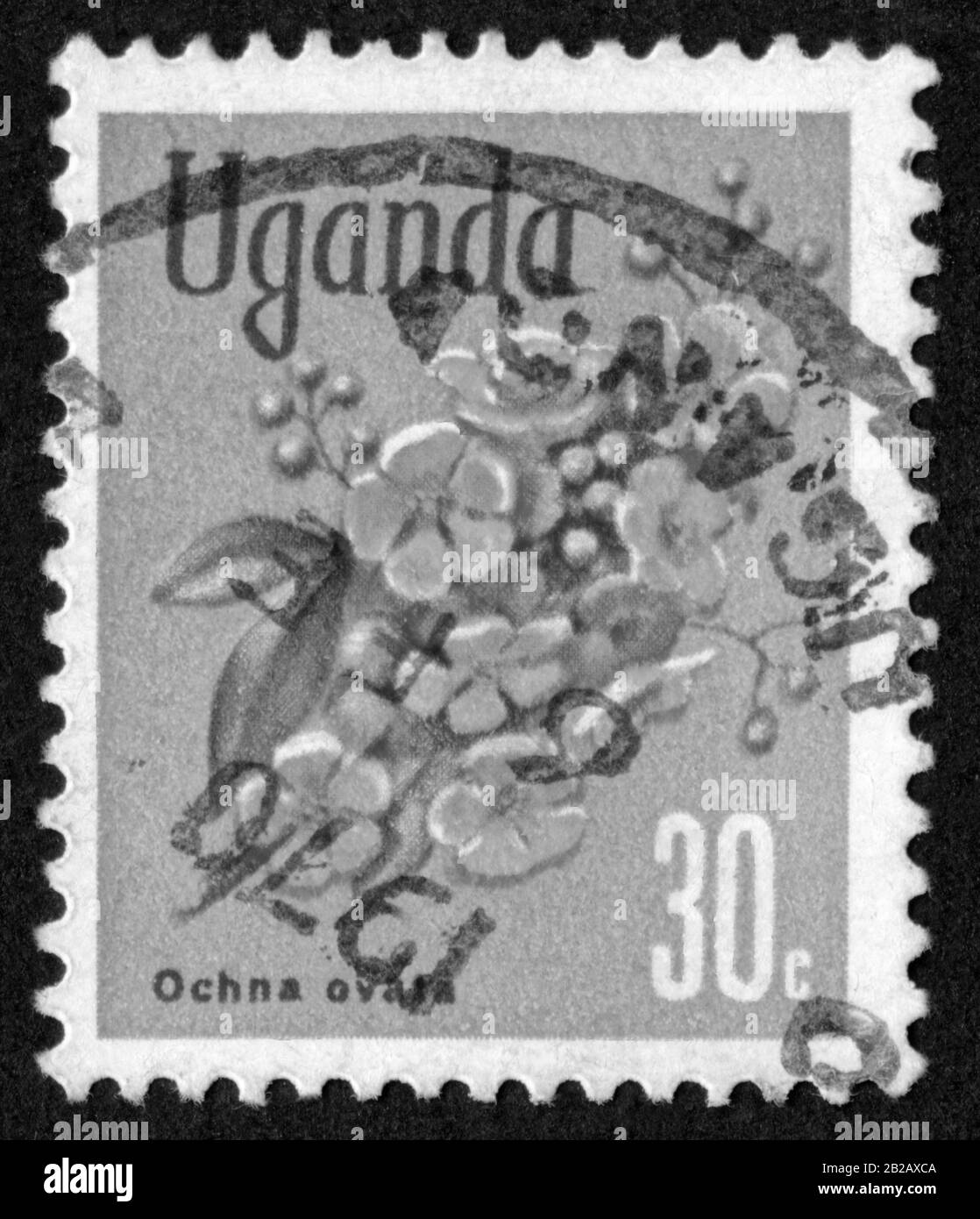Stamp print in Uganda,flowers,Ochna ovata Stock Photo