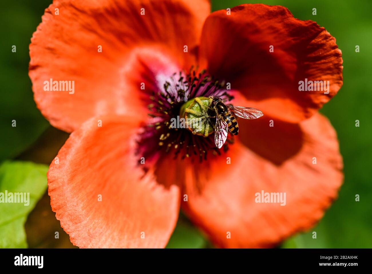 Australian Native Bee  gathers pollen from a flowering red poppy Stock Photo