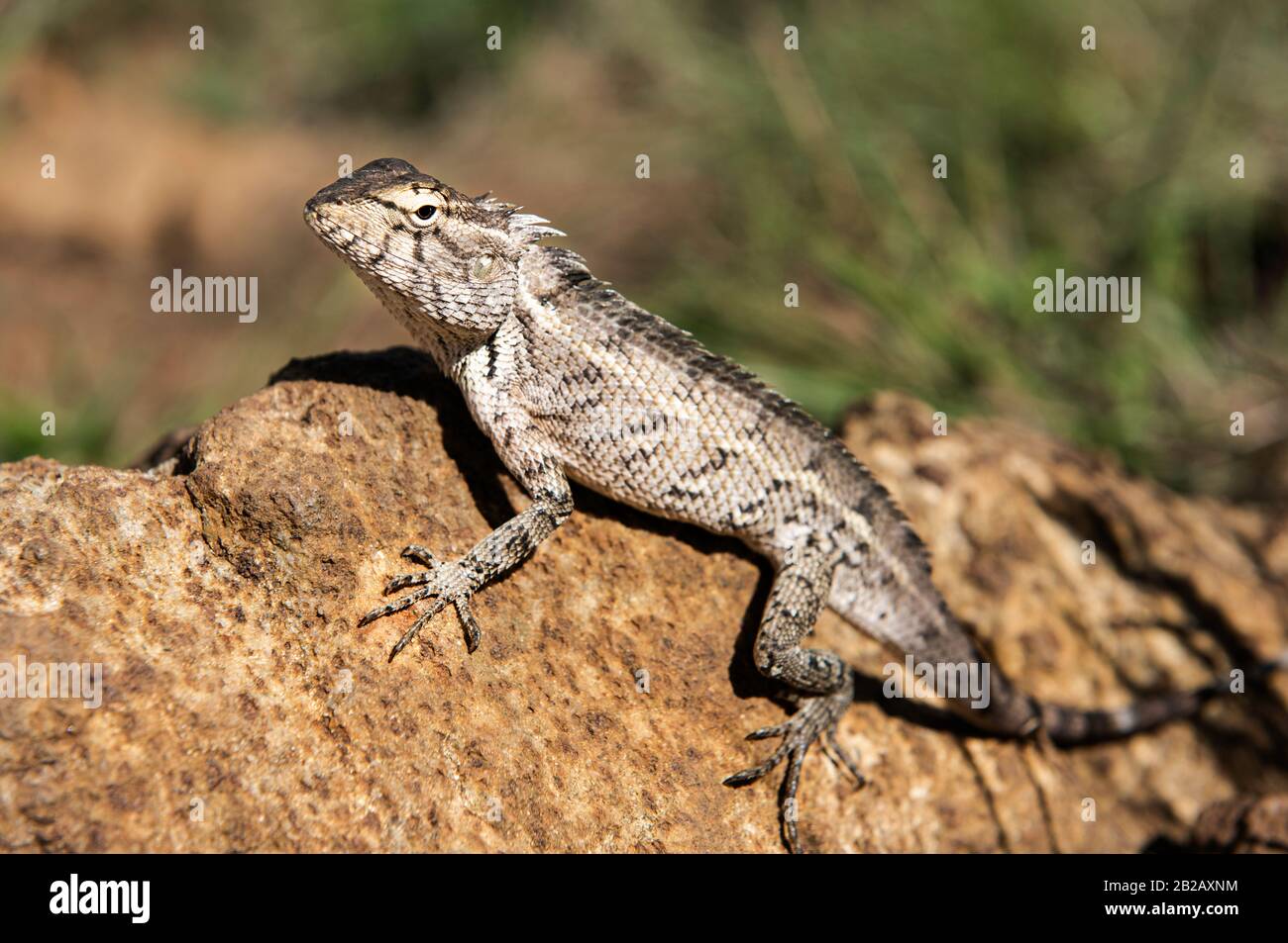 Changeable lizard (Calotes versicolor) on a rock, Sri Lanka Stock Photo