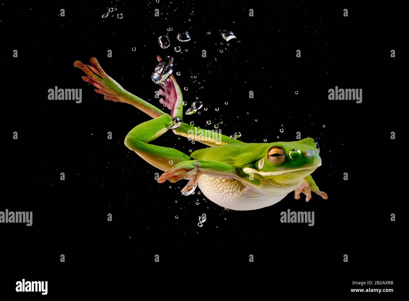 Whitelipped tree frog swimming underwater, Indonesia Stock Photo Alamy